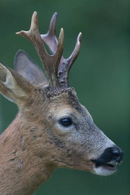 Avrupa Roe-Deer Capreolus Capreolus yakın planda