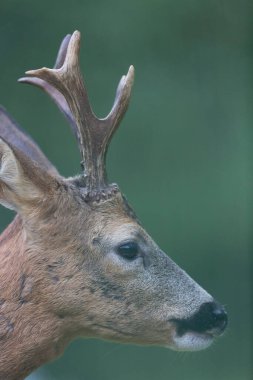 Avrupa Roe-Deer Capreolus Capreolus yakın planda