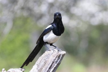 Ölü bir dalda oturan Avrupalı Magpie Pica pica