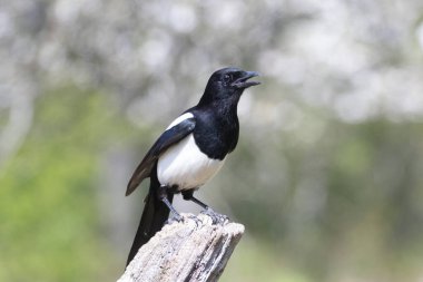 Ölü bir dalda oturan Avrupalı Magpie Pica pica