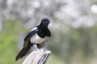 Ölü bir dalda oturan Avrupalı Magpie Pica pica