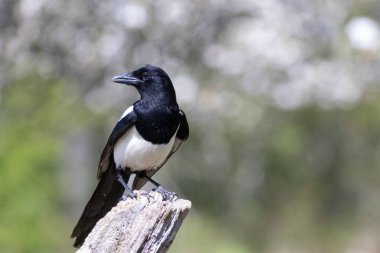 Ölü bir dalda oturan Avrupalı Magpie Pica pica