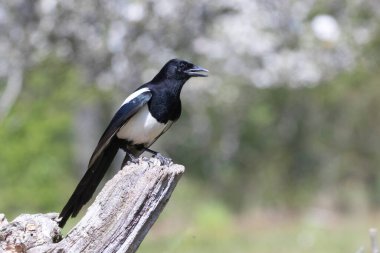 Ölü bir dalda oturan Avrupalı Magpie Pica pica