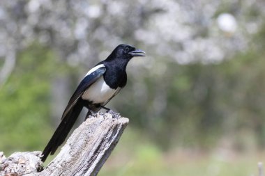 Ölü bir dalda oturan Avrupalı Magpie Pica pica