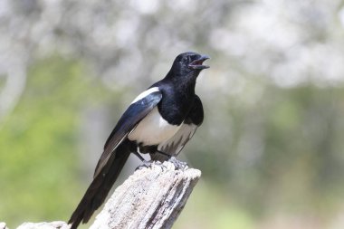 Ölü bir dalda oturan Avrupalı Magpie Pica pica