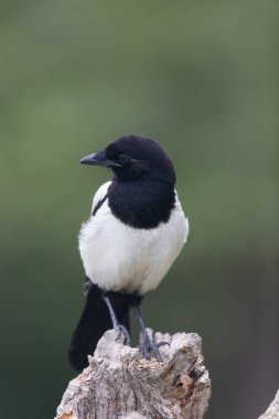 Ölü bir dalda oturan Avrupalı Magpie Pica pica