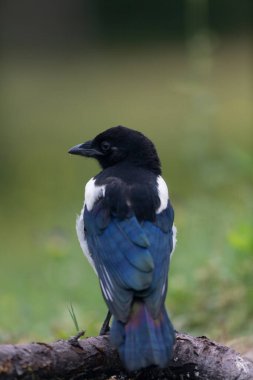 Ölü bir dalda oturan Avrupalı Magpie Pica pica