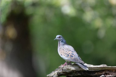 Avrupa kaplumbağa güvercini Streptopelia kaplumbağası yakından baktı