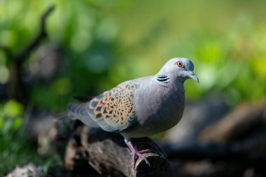 Avrupa kaplumbağa güvercini Streptopelia kaplumbağası yakından baktı