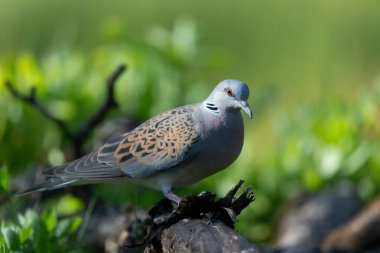 Avrupa kaplumbağa güvercini Streptopelia kaplumbağası yakından baktı