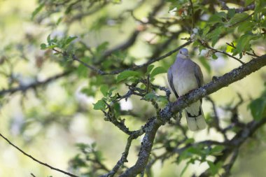 Avrupa kaplumbağa güvercini Streptopelia kaplumbağası yakından baktı