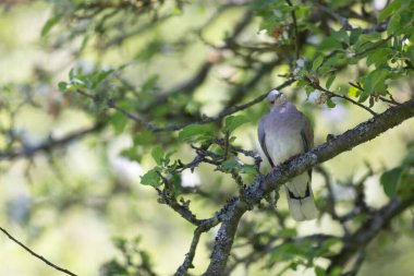 Avrupa kaplumbağa güvercini Streptopelia kaplumbağası yakından baktı