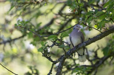 Avrupa kaplumbağa güvercini Streptopelia kaplumbağası yakından baktı