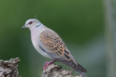 Avrupa kaplumbağa güvercini Streptopelia kaplumbağası yakından baktı