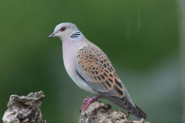 Avrupa kaplumbağa güvercini Streptopelia kaplumbağası yakından baktı