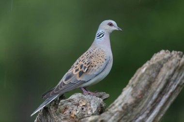 Avrupa kaplumbağa güvercini Streptopelia kaplumbağası yakından baktı