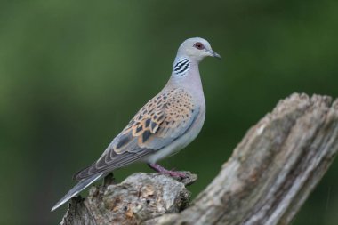 Avrupa kaplumbağa güvercini Streptopelia kaplumbağası yakından baktı