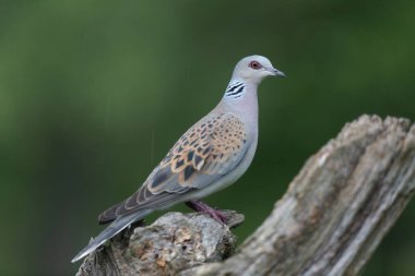 Avrupa kaplumbağa güvercini Streptopelia kaplumbağası yakından baktı