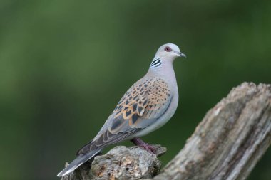 Avrupa kaplumbağa güvercini Streptopelia kaplumbağası yakından baktı
