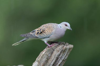 Avrupa kaplumbağa güvercini Streptopelia kaplumbağası yakından baktı