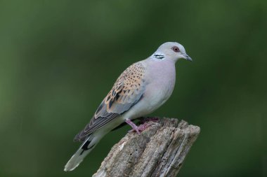 Avrupa kaplumbağa güvercini Streptopelia kaplumbağası yakından baktı
