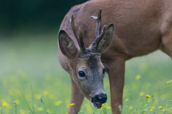 Europees Roe Deer Capreolus Capreolus Close — Stockfoto