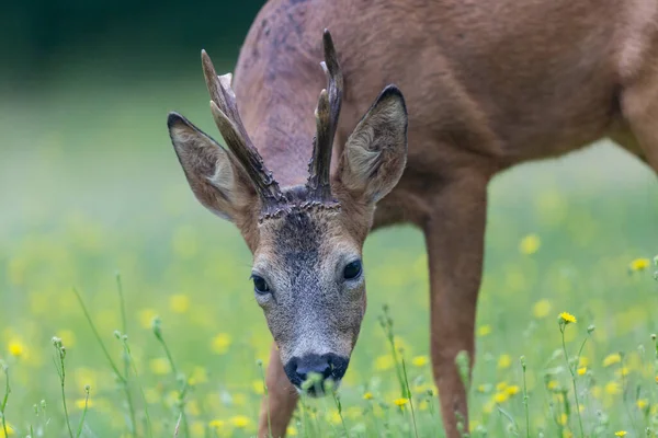 European Roe Deer Capreolus Capreolus Close — Fotografia de Stock