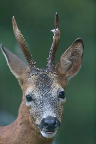 European Roe Deer Capreolus Capreolus Close — Stock fotografie