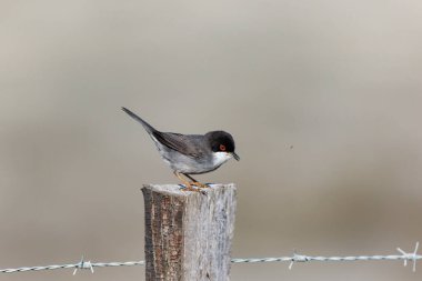 Güney Fransa, Camargue 'de çitlere tüneyen sardunya bülbülü curruca melanocephala.