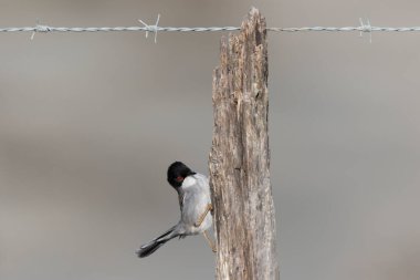 Güney Fransa, Camargue 'de çitlere tüneyen sardunya bülbülü curruca melanocephala.
