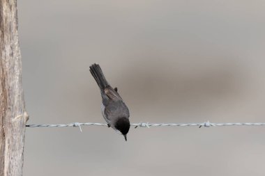 Güney Fransa, Camargue 'de çitlere tüneyen sardunya bülbülü curruca melanocephala.