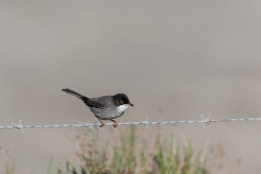Güney Fransa, Camargue 'de çitlere tüneyen sardunya bülbülü curruca melanocephala.