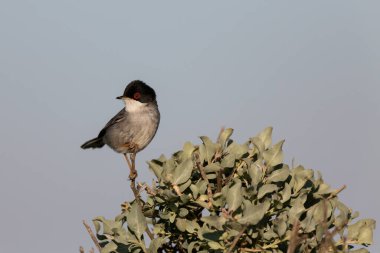Güney Fransa, Camargue 'de çitlere tüneyen sardunya bülbülü curruca melanocephala.