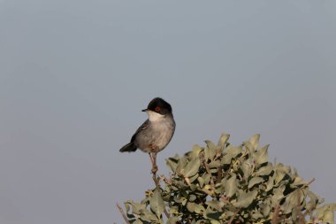 Güney Fransa, Camargue 'de çitlere tüneyen sardunya bülbülü curruca melanocephala.