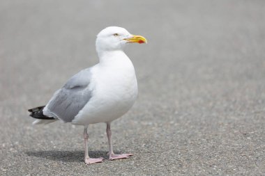 Ringa martı Larus Argentatus, Brittany sahillerine yakın görünüyor.
