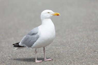 Ringa martı Larus Argentatus, Brittany sahillerine yakın görünüyor.
