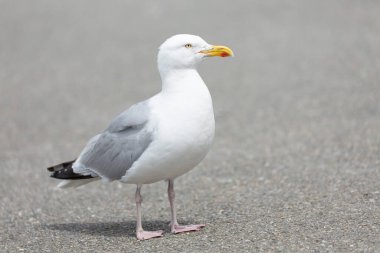 Ringa martı Larus Argentatus, Brittany sahillerine yakın görünüyor.