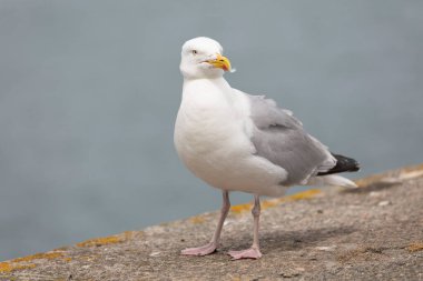 Ringa martı Larus Argentatus, Brittany sahillerine yakın görünüyor.