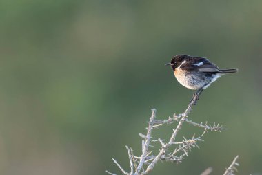 Avrupa Taşkakanı Saxicola rubicola