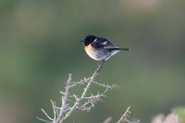 Avrupa Taşkakanı Saxicola rubicola