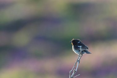 Avrupa Taşkakanı Saxicola rubicola