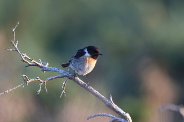 Avrupa Taşkakanı Saxicola rubicola