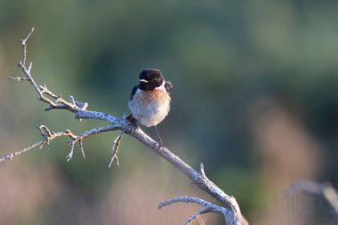 Avrupa Taşkakanı Saxicola rubicola