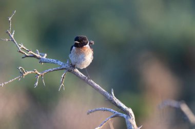 Avrupa Taşkakanı Saxicola rubicola