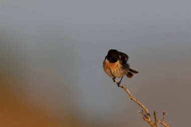 Avrupa Taşkakanı Saxicola rubicola