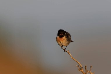 Avrupa Taşkakanı Saxicola rubicola