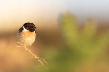 Avrupa Taşkakanı Saxicola rubicola