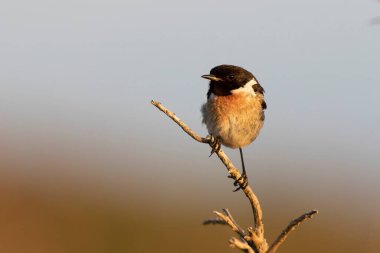 Avrupa Taşkakanı Saxicola rubicola
