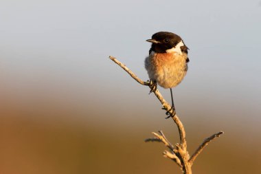 Avrupa Taşkakanı Saxicola rubicola