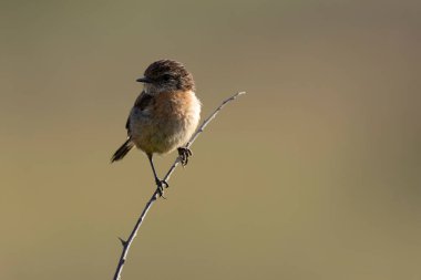 Avrupa Taşkakanı Saxicola rubicola